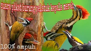 Download suara pikat burung pelatuk MP3