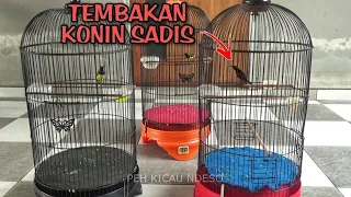 sogon vs konin pancingan sogon dan konin bahan agar ikut bunyi