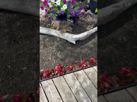 Small Chipmunk on Driftwood Next to Flowers