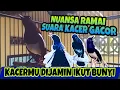 Download Lagu 🔴 PANCINGAN SUARA KACER RAMAI, KACER MANAPUN DIJAMIN LANGSUNG NYAUT MENDENGARNYA