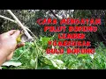 Download Lagu Mengatasi lem  Pulut burung Lembek yg Merusak Bulu Burung dan menguji cobanya langsung