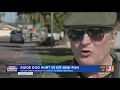 Download Lagu Guide dog hurt in hit-and-run in Mesa