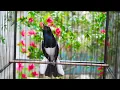Download Lagu MASTERAN BURUNG KACER FULL ISIAN MEWAH || JURI SUKA !