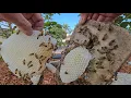 Lagu POV Scooping Bees Bare Handed