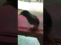 jalak kebo ngomong jelas banget + gacor full isian.