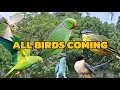 Download Lagu Burung bersuara sepanjang masa