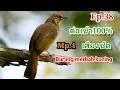 Download Lagu เสียงต่อนกดอกแตงEp.38 Birds sounds เสียงชัด เปิดดอกหลายเพลงนกป่าเข้า100%Burung merbah lekirค.ศ. 2021