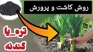 چگونه بهترین سبزی تره یا گندنه را تولید کنیم     روش کاشت و پرورش تره یا گندنه از بذر دندنها