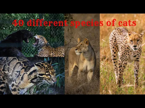 Download MP3 All 40 Species of Cat Family with Scientific Name, Weight, Life-span and Geographical Distribution