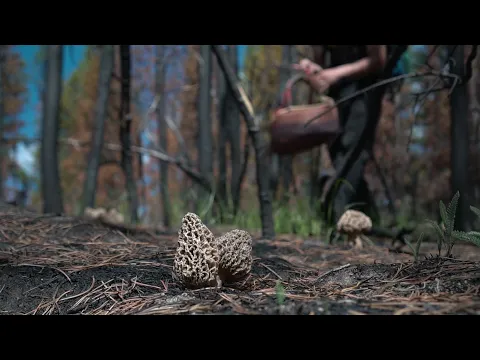 UP ON THE MOUNTAIN Trailer