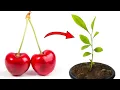 Download Lagu Grow Cherry Trees from Seed - THE QUICK AND EASY EXPLANATION