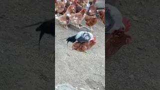 تلقيح الديك للدجاجات Naturalife Rural Life India Planting Rurallife Shorts Cocorico 