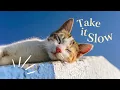 Playlist プレイリスト[오전 카페음악] 🌸 나른한 봄날, 기분까지 살랑이는 순간🌸  | 그냥 틀어두면 하루가 가벼워지는 플리^^