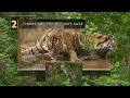 Tigers 101 | National Geographic
