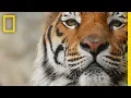 Download Tigers 101 | National Geographic mp4 3gp mp3 videos - waplic