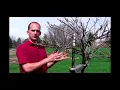 How to Grow Wisteria Vine as a Tree