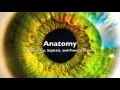 Anatomy Transverse Sagittal midsagittal parasagittal and Frontal planes