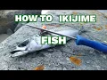 How to Ikijime fish