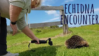 Echidna Encounter [Bonus Ep 5] Sailing Salacia Star