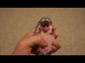 Baby Hedgehog Yawn