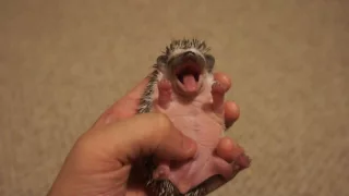 Baby Hedgehog Yawn