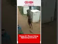 Download Lagu Harga diri buaya hilang !! Saat digendong bocah ini. #shorts #viral