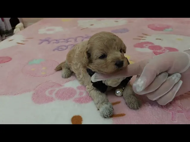 動画