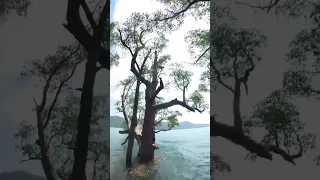 Tree top adventures by dinghy