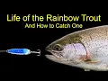 Life of the Rainbow Trout and How to Catch One Trout Fishing