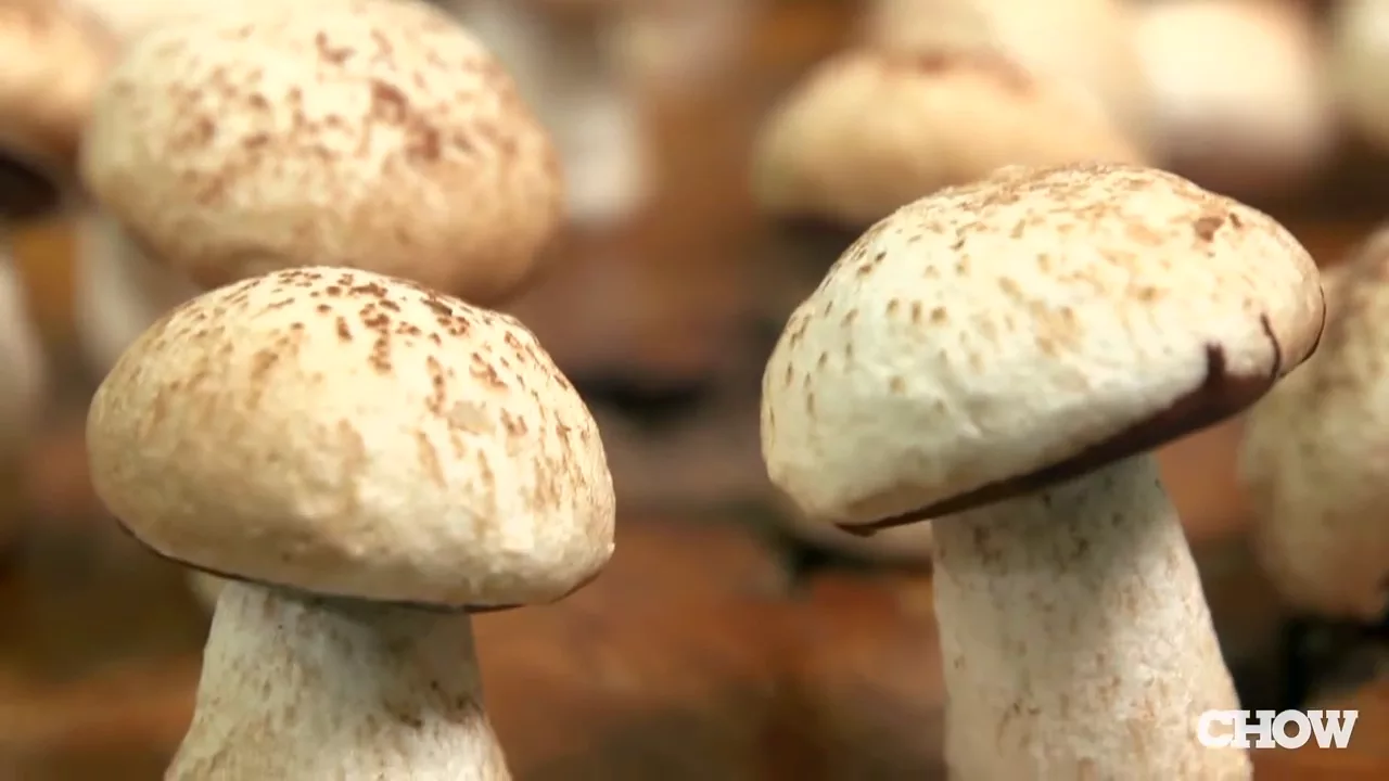 How to Make Meringue Mushrooms - CHOW Tip