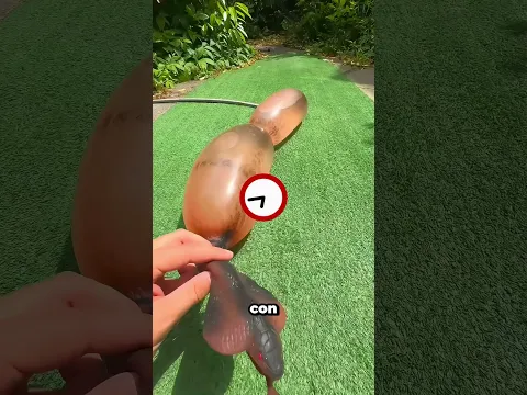 ¡La gran sorpresa de la serpiente falsa que explotó! 🐍💥