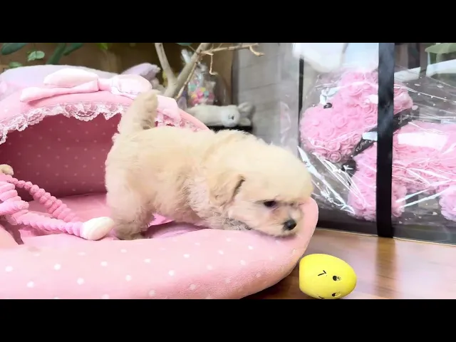 動画