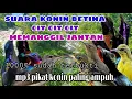 Download Lagu suara pikat burung konin betina cit cit cit memanggil jantan