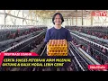 Download Lagu Peternak Ayam Petelur Milenial, Modal Awal 160Jt Balik Modal 1 Tahun