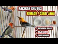 Download Lagu RACIKAN UNTUK KEMADE / CABAI JAWA AGAR CEPAT NGALAS DAN GACOR !!!