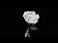 Download Lagu Lana Del Rey - Chemtrails Over The Country Club (Slowed + Reverb)