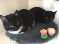 Shelter pals Bernadette and Ebony at PussyCatLodge