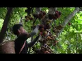 Download Lagu Harvesting produce in the forest for sale, Delicious ripe figs | Triệu Văn Tính