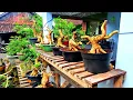 Lagu Cek Bahan Bonsai Program Wa085330175237 (BP Lumanjang)