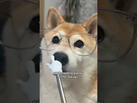 four eyed doge boopin #cutenessoverload