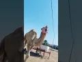 Download Lagu This camel sounds like s thunder   صوتُ هذا الجملِ كالرعدِ.#الجمل#camellife