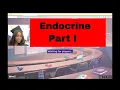 Endocrine Part I - Kahoot