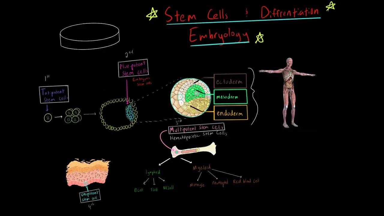 MCAT Stem Cells (Totipotent, Pluripotent, multipotent) and Embryology (blastulation, gastrulation)