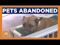 Growing number of abandoned pets around Phoenix
