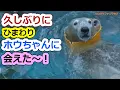 久しぶりにひまわりホウちゃん💗に会えた～！【天王寺動物園】