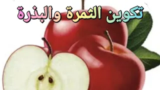 الجزء الثانى من التكاثر في النباتات الزهرية 