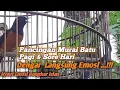 Download Lagu Pancingan Murai Batu  Emosi || Kretekan Pedas Bongkar Isian