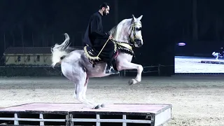 لؤلؤة مصر و سيد البيطار بطولة مصر الدولية لأدب الخيول العربية      دندنها