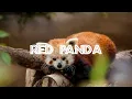 The Endangered Red Panda
