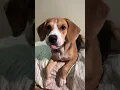 Download Lagu Ryuki The Beagle Takes Over Hello B Challenge #shorts #anjinglucu #beagle #puppy